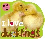 I Love Ducklings